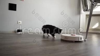 猫看着<strong>智能机器人</strong>吸尘器滑过层压板。